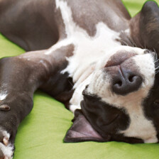 Chiens « dangereux » et assurance habitation 3 blogue pitbull