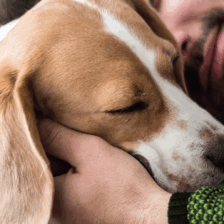 Chien, chat et assurance habitation : ce qu’il faut savoir 7 img header animal