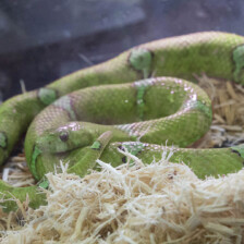 img header serpent