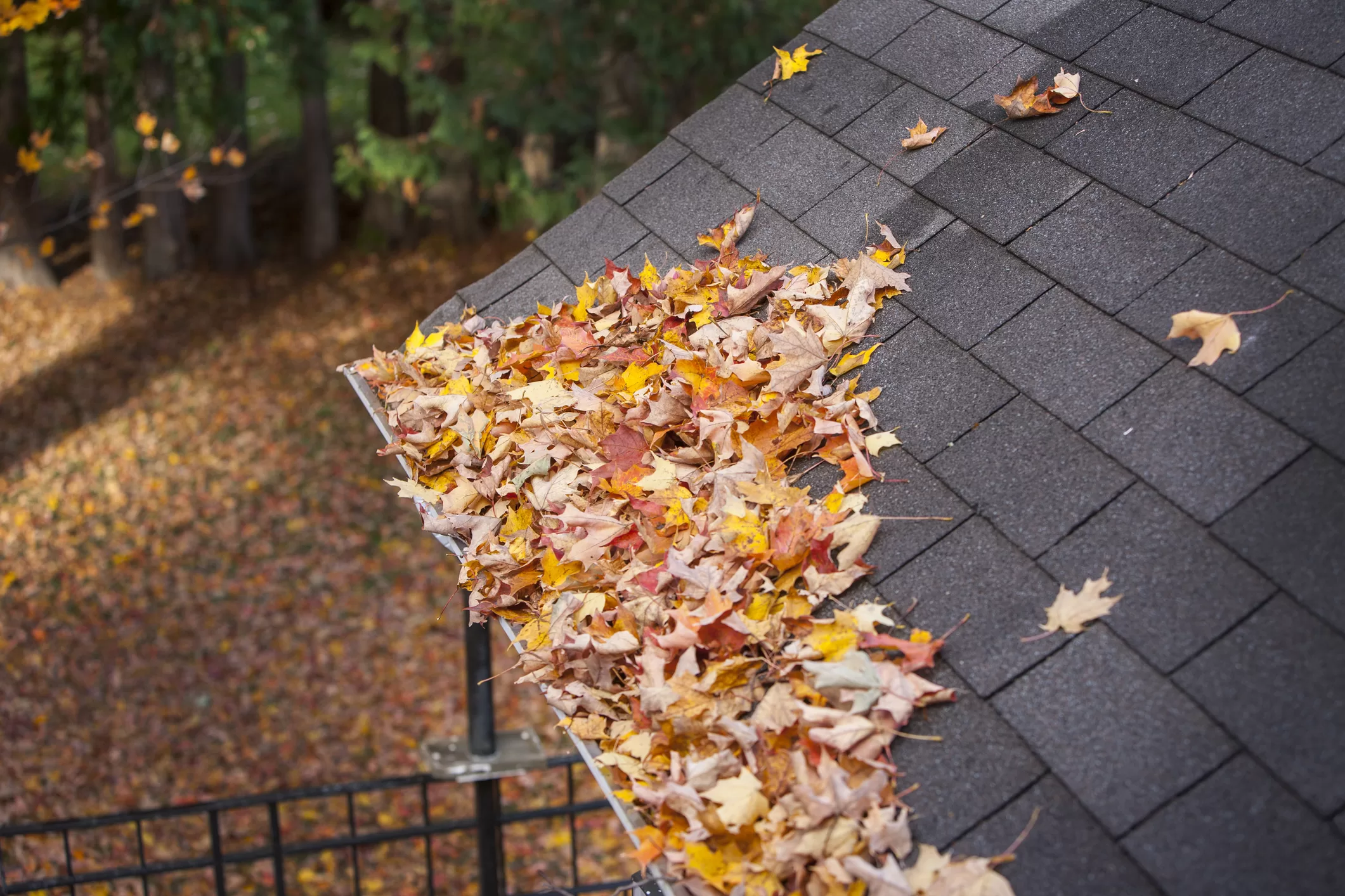 Feuilles d'automne qui bouchent une gouttière